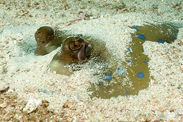 stingray