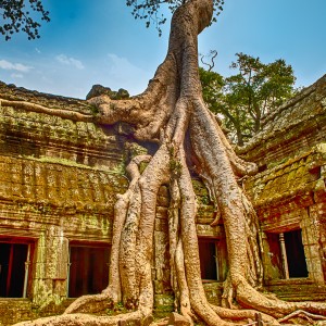 Angkor Ta Prohm