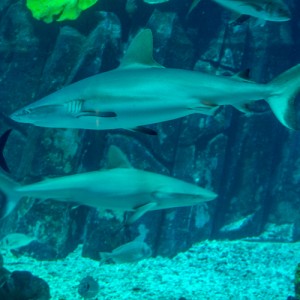 Dubaï Mall – Aquarium (requins) Dubaï Mall - Aquarium (Requins)