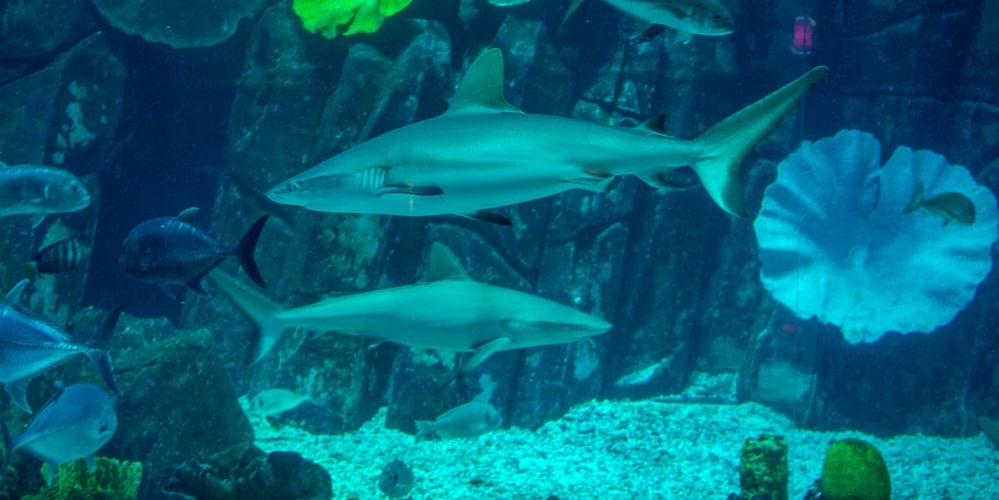 Dubaï Mall - Aquarium (Requins)