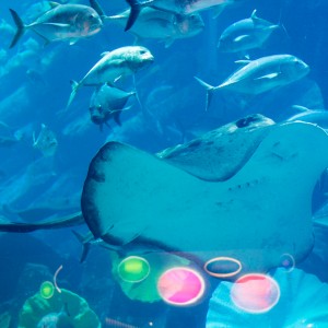 Dubaï Mall – Aquarium (Raie manta) Dubaï Mall - Aquarium (Raie Manta)