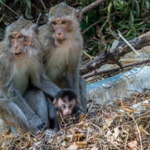 Une famille de singes Une famille de singes