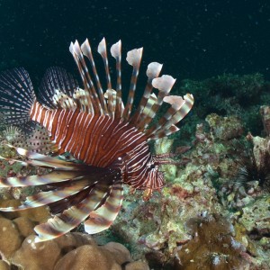 Lion fish à Koh Haa Lion fish à Koh Haa