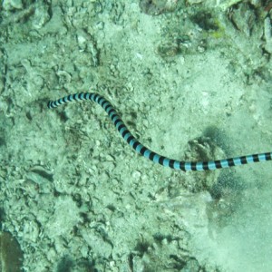 black-banded sea snake black-banded sea snake
