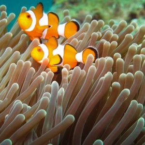 Poissons clown Poissons clown