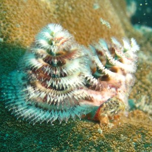 Sapins de noël à Koh Bida Nok Sapins de noël à Koh Bida Nok