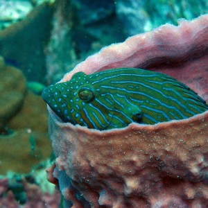 Koh Bida Naï Koh Bida Naï