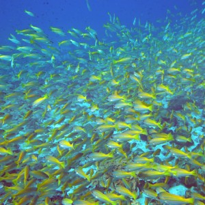 Banc de poissons à Koh Bida Nok Banc de poissons à Koh Bida Nok