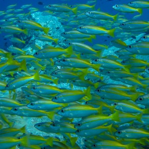 Plongée à Hin Luk Bath Plongée à Hin Luk Bath