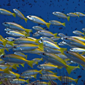 Plongée à Hin Raab Plongée à Hin Raab