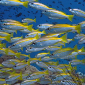 Banc de poissons à Koh Bida Nok Banc de poissons à Koh Bida Nok