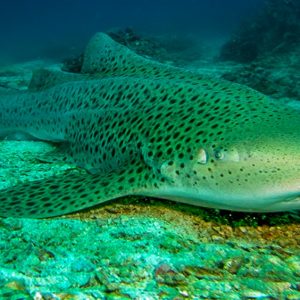 Requin léopard à Hin Bida