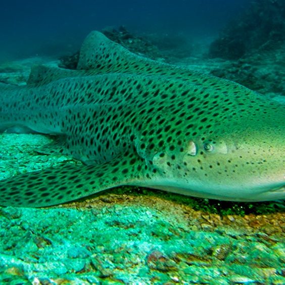 Requin léopard à Hin Bida Requin léopard à Hin Bida