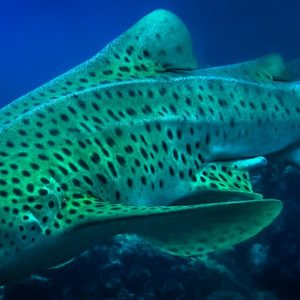 Requin léopard à Hin Bida