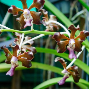 Orchidée – Koh Lanta Orchidée - Koh Lanta