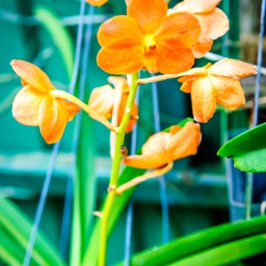 Orchidée – Koh Lanta Orchidée - Koh Lanta