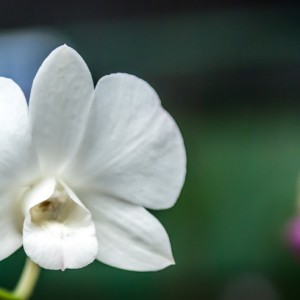 Orchidée – Koh Lanta Orchidée - Koh Lanta