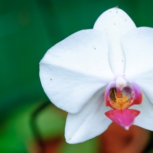 Orchidée – Koh Lanta Orchidée - Koh Lanta
