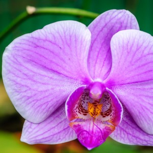 Orchidée – Koh Lanta Orchidée - Koh Lanta