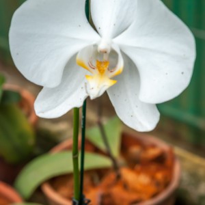 Orchidée – Koh Lanta Orchidée - Koh Lanta