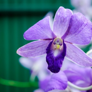 Orchidée – Koh Lanta Orchidée - Koh Lanta