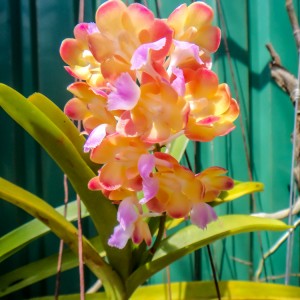 Orchidée – Koh Lanta Orchidée - Koh Lanta