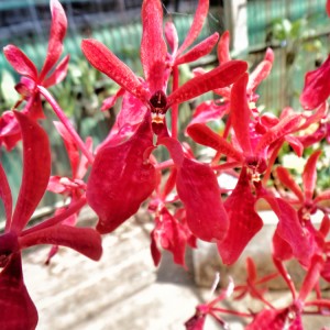 Orchidée – Koh Lanta Orchidée - Koh Lanta