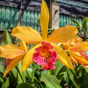 Orchidée – Koh Lanta Orchidée - Koh Lanta