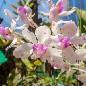 Orchidée – Koh Lanta Orchidée - Koh Lanta