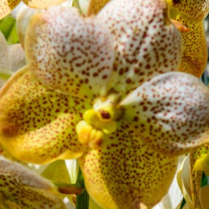 Orchidée – Koh Lanta Orchidée - Koh Lanta