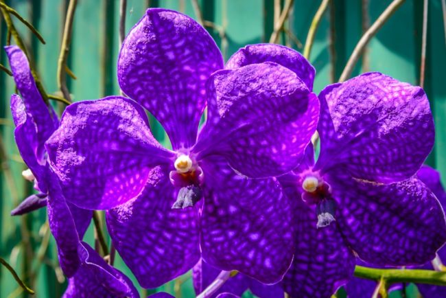 Orchidée – Koh Lanta