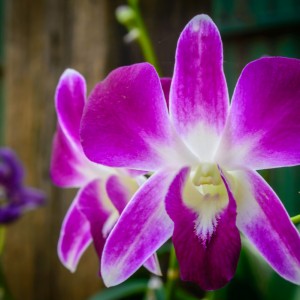 Orchidée – Koh Lanta Orchidée - Koh Lanta
