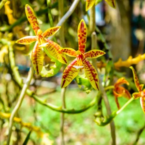 Orchidée – Koh Lanta Orchidée - Koh Lanta