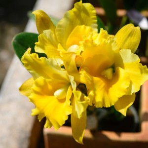 Orchidée – Koh Lanta Orchidée - Koh Lanta