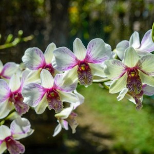 Orchidée – Koh Lanta Orchidée - Koh Lanta