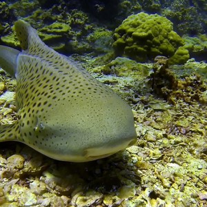 Requin léopard à Hin Bida