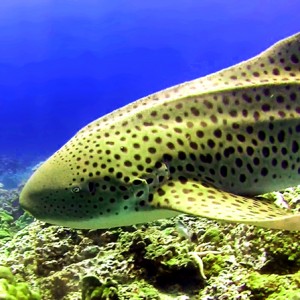 Requin léopard à Hin Bida