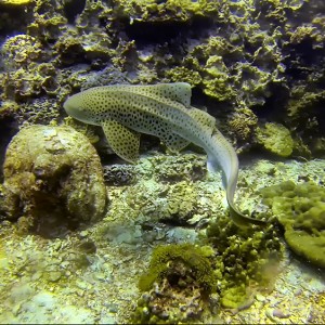 Requin léopard à Hin Bida