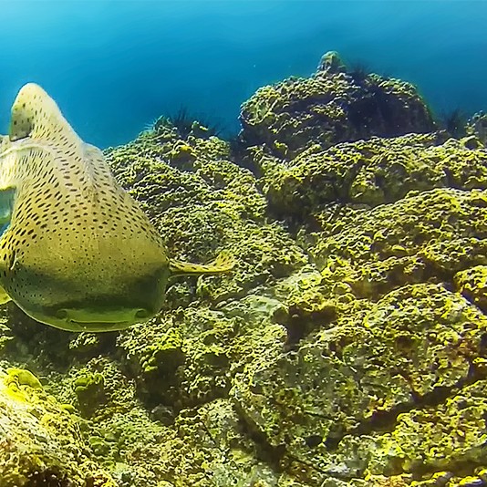Requin léopard à Hin Bida4