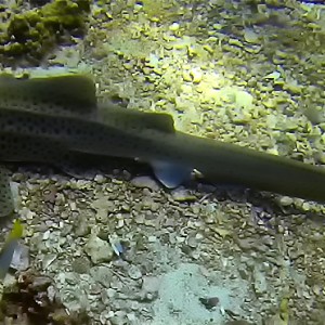 Requin léopard à Hin Bida