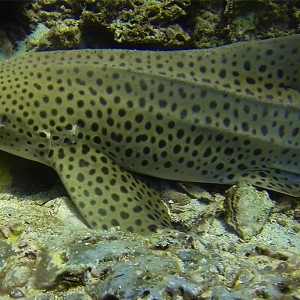 Requin léopard à Hin Bida