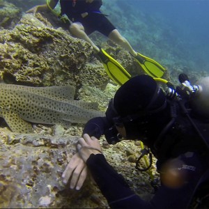 requin-leopard-hin_bida7