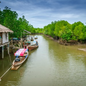 Mangrove Koh Lanta