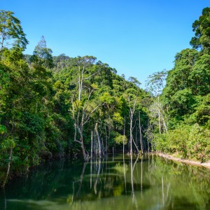 Jungle de Koh Lanata