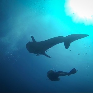 Requin baleine – Koh Haa le 21/02/2013 Requin baleine - Koh Haa le 21/02/2013