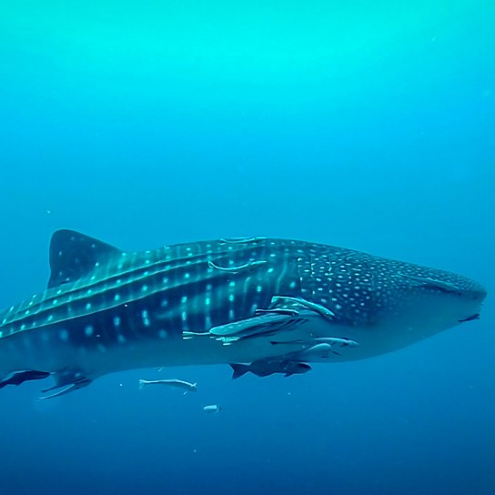 Requin baleine – Koh Haa le 21/02/2013 Requin baleine - Koh Haa le 21/02/2013