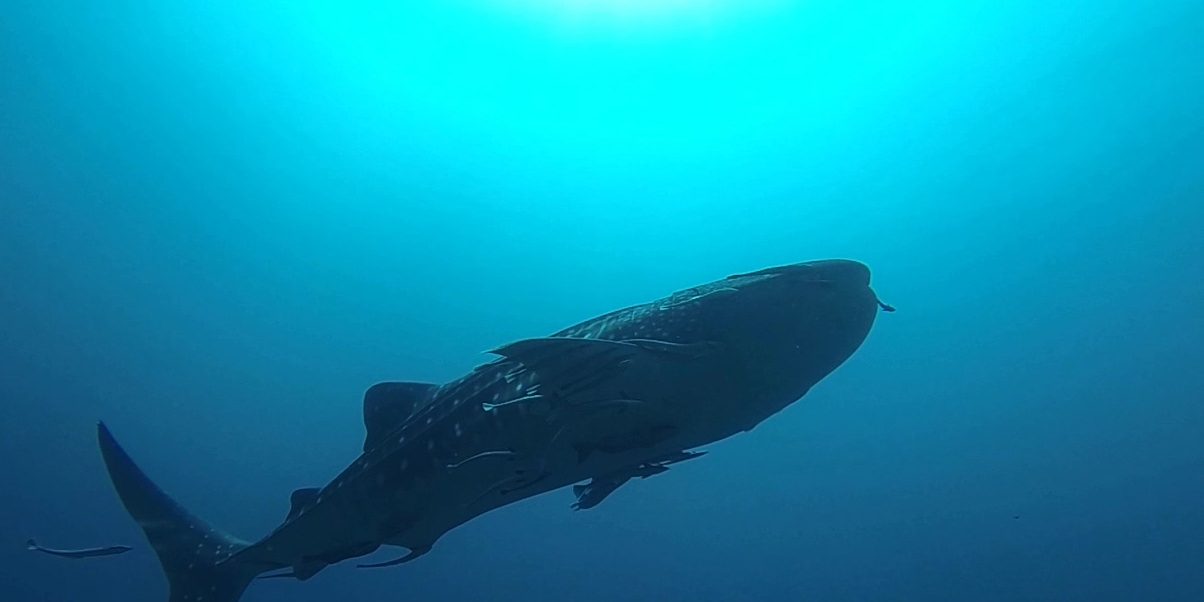 Requin baleine -Koh Haa le 19/02/2013