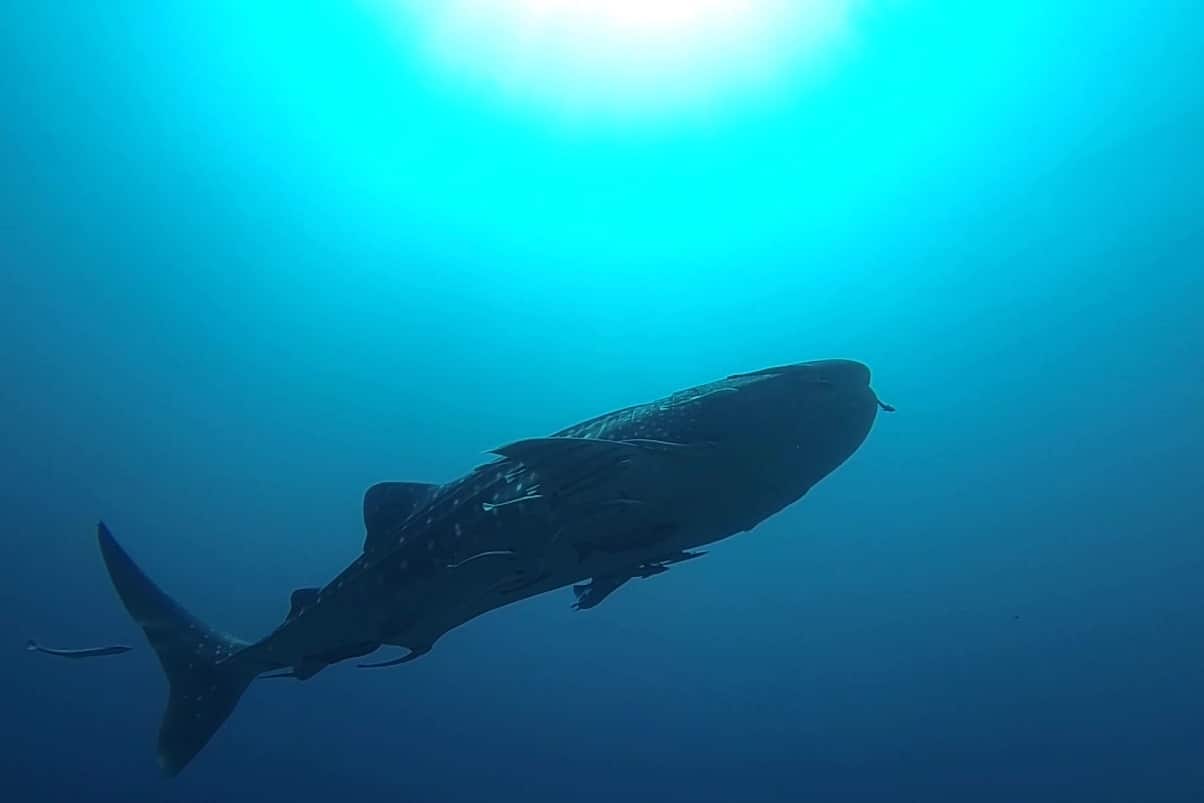Requin baleine -Koh Haa le 19/02/2013