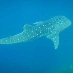 Requin baleine – Hin Muang le 10/02/2013 Requin baleine - Hin Muang le 10/02/2013