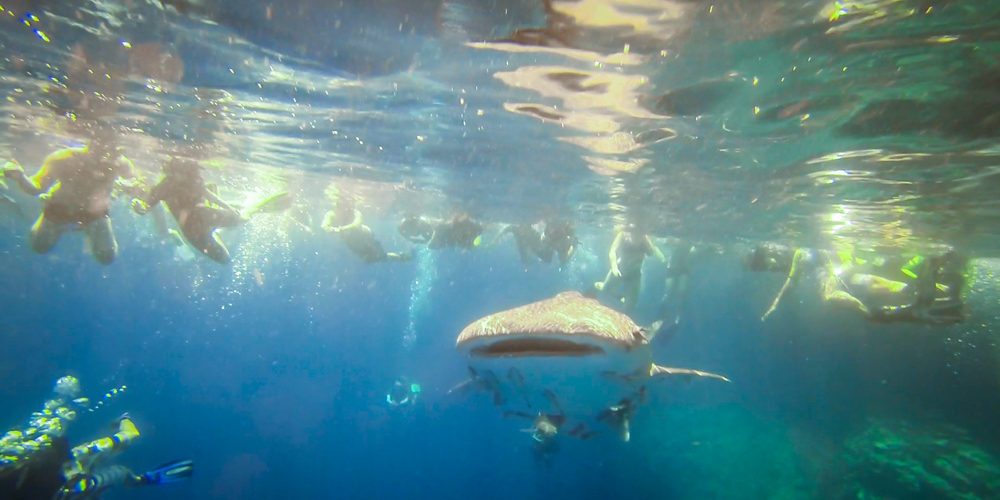 Requin baleine -Koh Haa le 19/02/2013